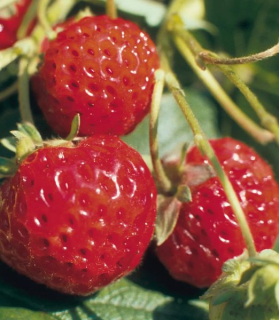 Fragaria ananassa 'Mieze Schindler'